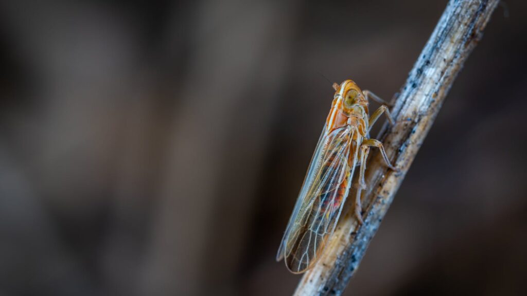 Close-up macro photograph of a cicada resting on a branch outdoors, showcasing its intricate wing patterns.