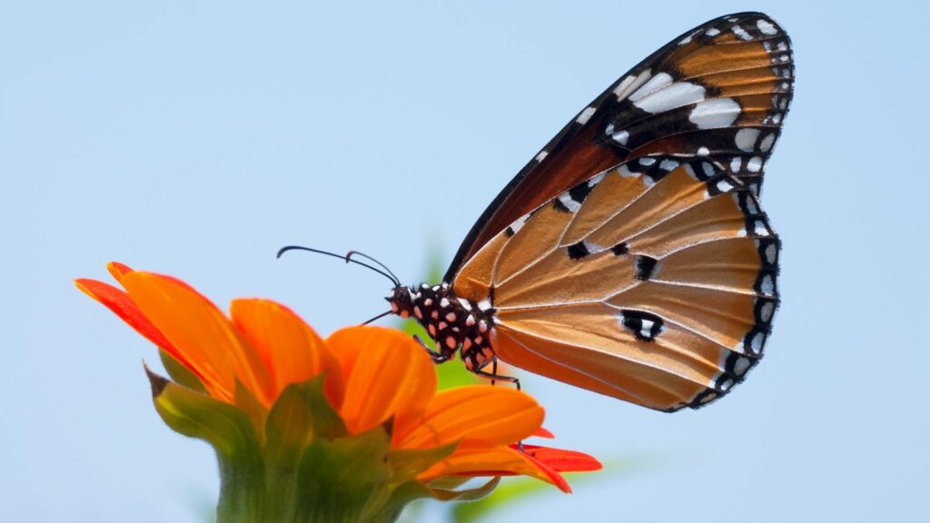 Detailed macro shot of a monarch butterfly perched on a vibrant orange flower.