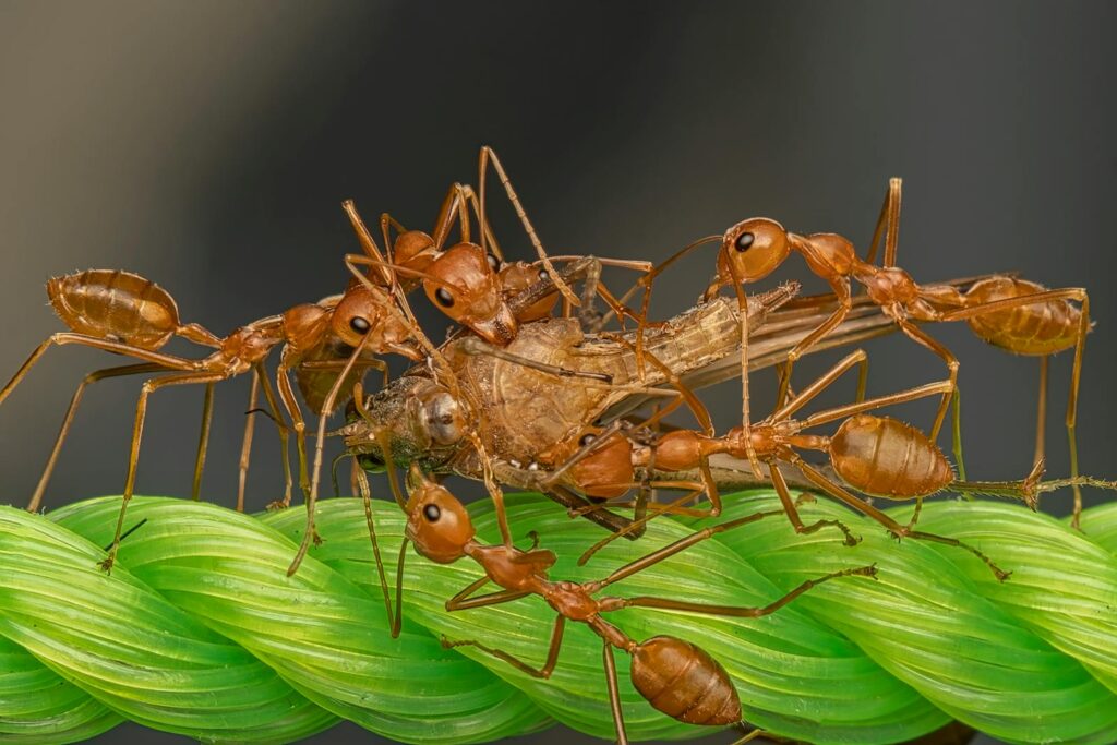 Macro image of red ants collectively carrying prey on green textured surface, showcasing teamwork and nature details.
