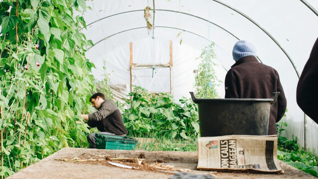 People working in a greenhouse filled with leafy green plants.