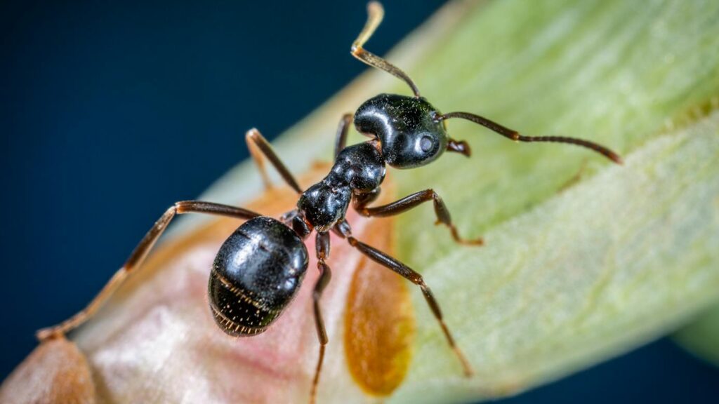 Detailed macro photo of a black ant on a plant stem, showcasing its intricate features.