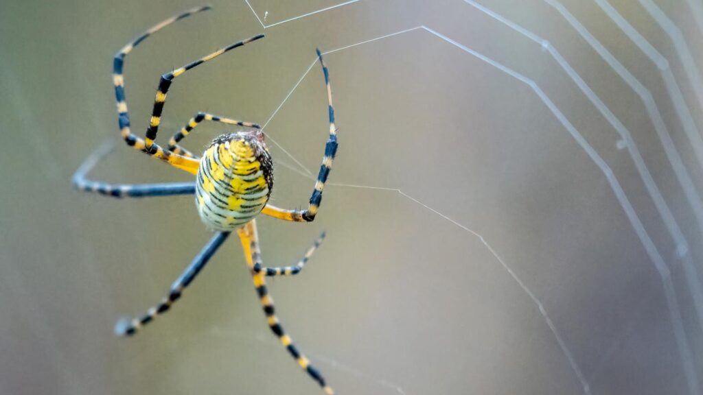 Yellow Garden Spider on Web