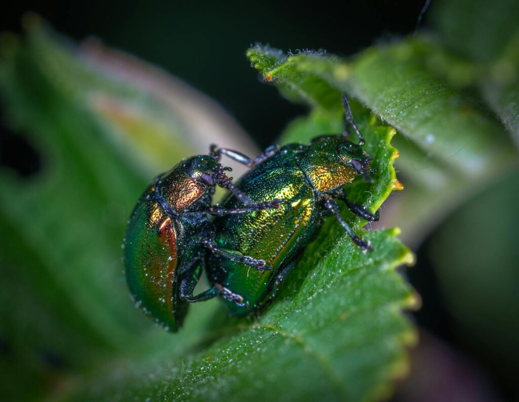 Close-up image of two vibrant green beetles on a leaf, showcasing nature and wildlife photography.