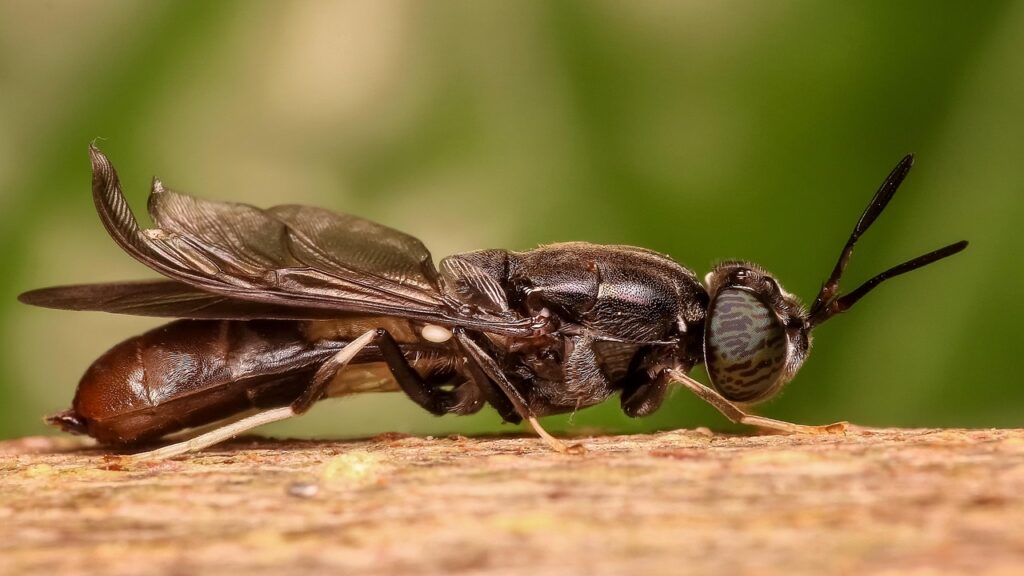 Close-up of a black soldier fly on a wooden surface.