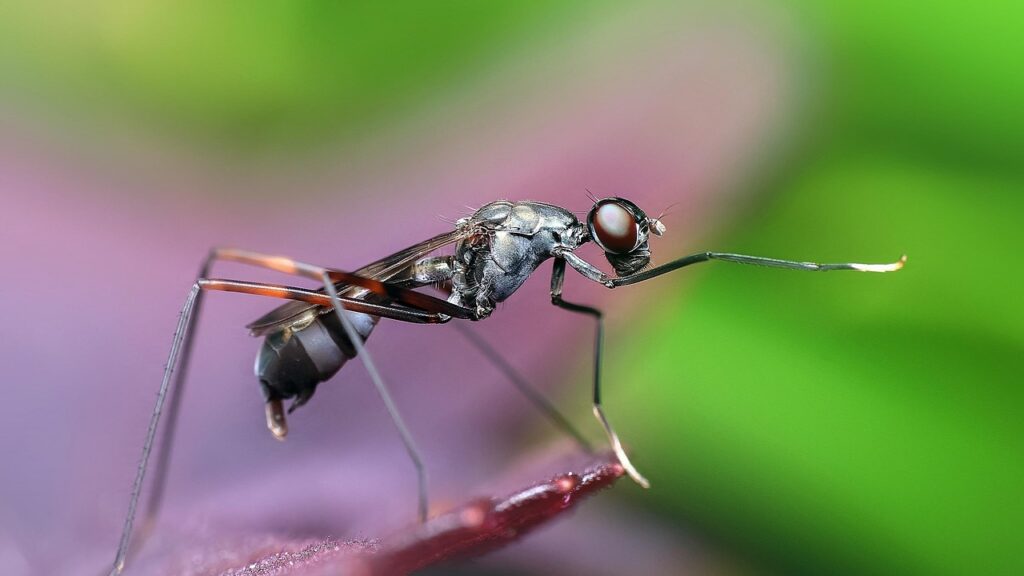 ant, insect, animal, arthropod, wildlife, nature, macro, closeup, ant, ant, ant, ant, ant