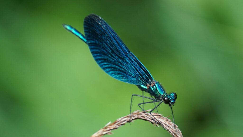 Macro shot of a vivid blue dragonfly resting on a branch in nature.