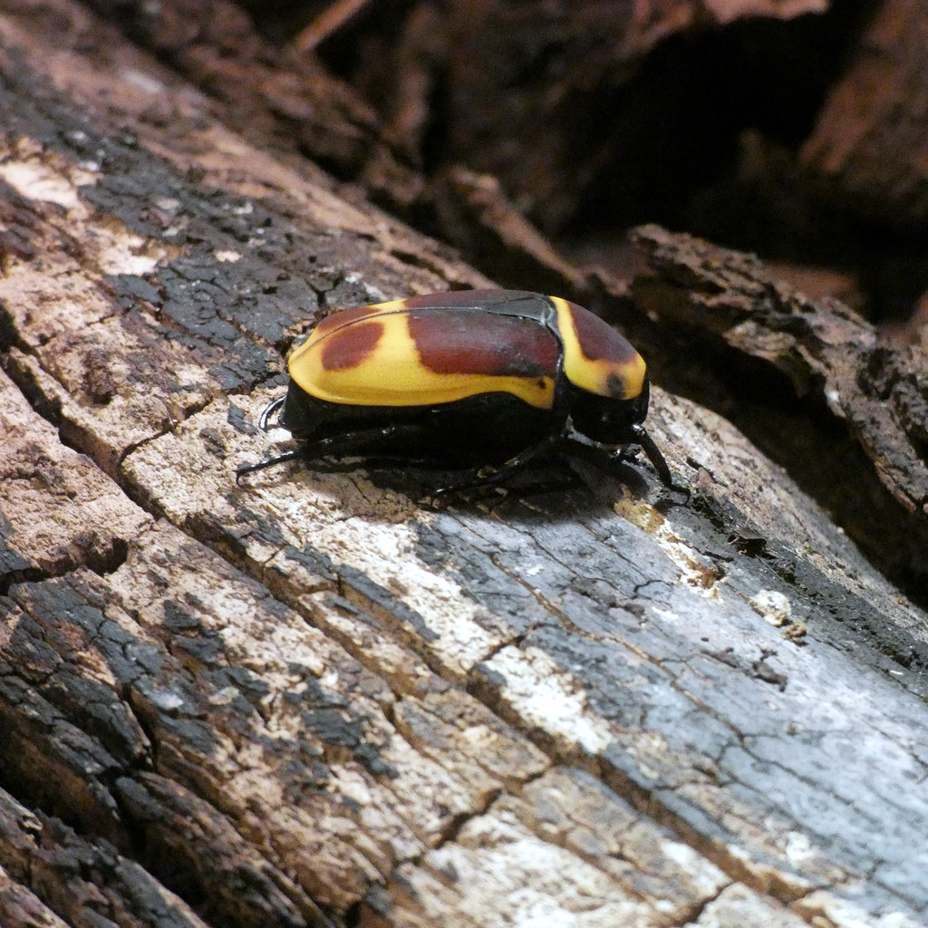 A sun beetle resting on a wood's surface