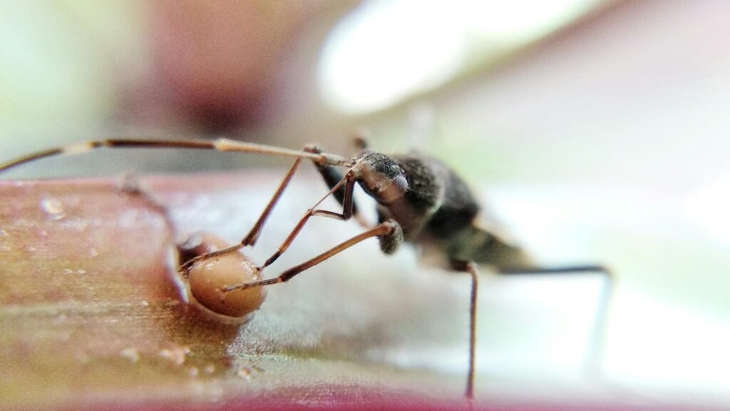 Close-up view of an insect feeding on a plant, showcasing details in Rourkela, India.