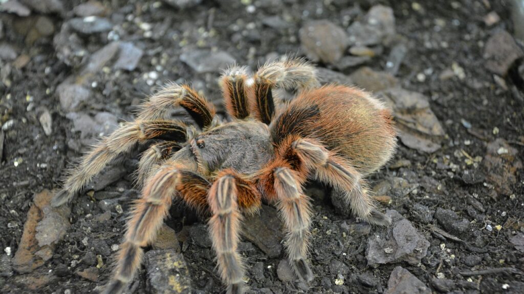 Mexican Red-Knee Tarantula on Dark Soil