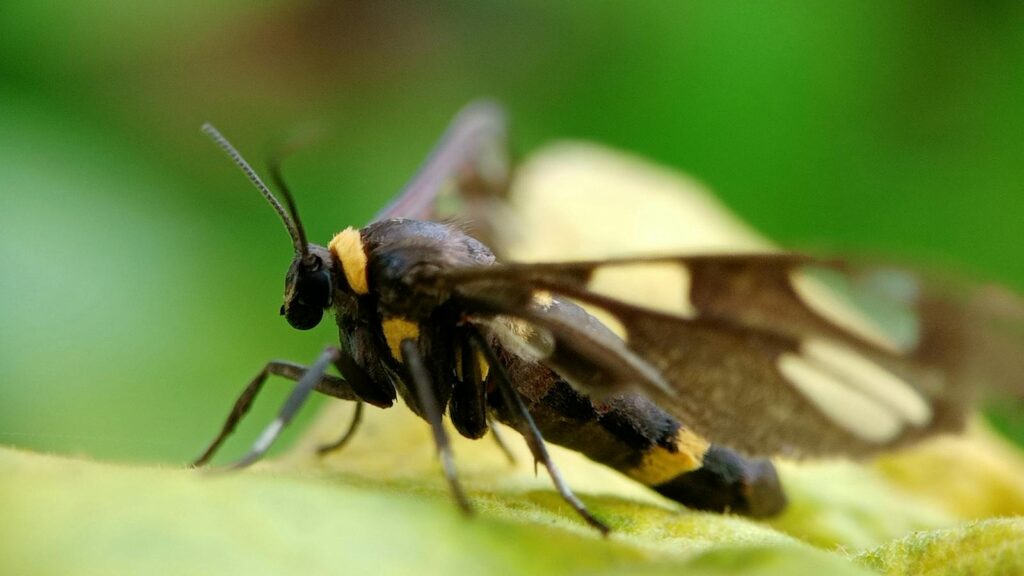 Detailed capture of a sesiidae moth perched on a green leaf, highlighting its transparent wings.