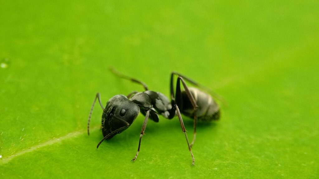 Detailed macro shot of a black garden ant crawling on a vibrant green leaf in natural outdoor setting.