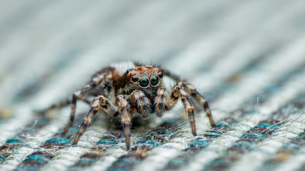 Jumping spider on woven fabric surface