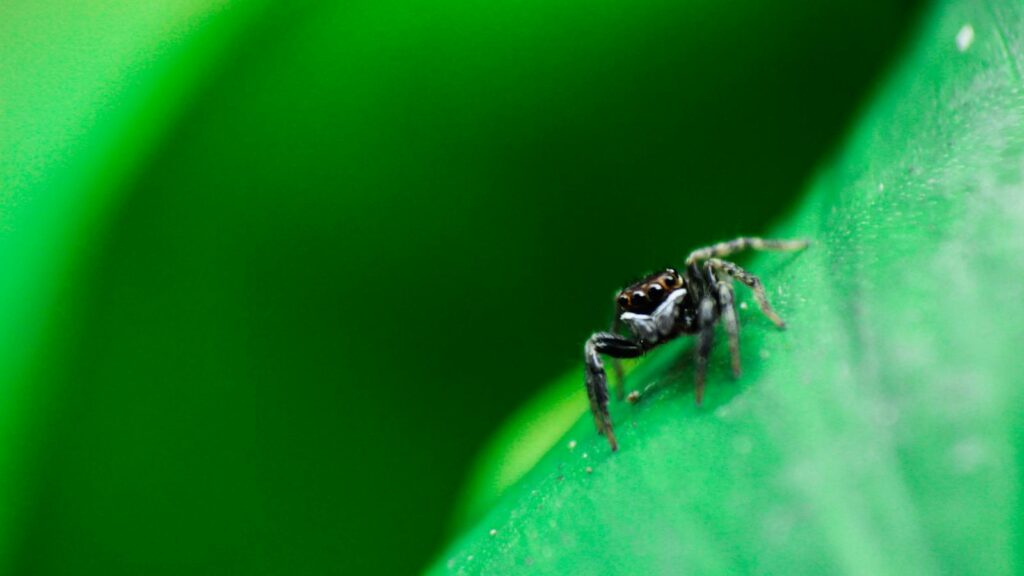 A small black jumping spider stands alert on a vibrant green leaf.