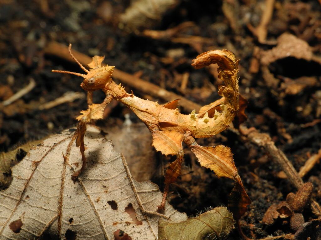 A well camouflaged Extatosoma tiaratum