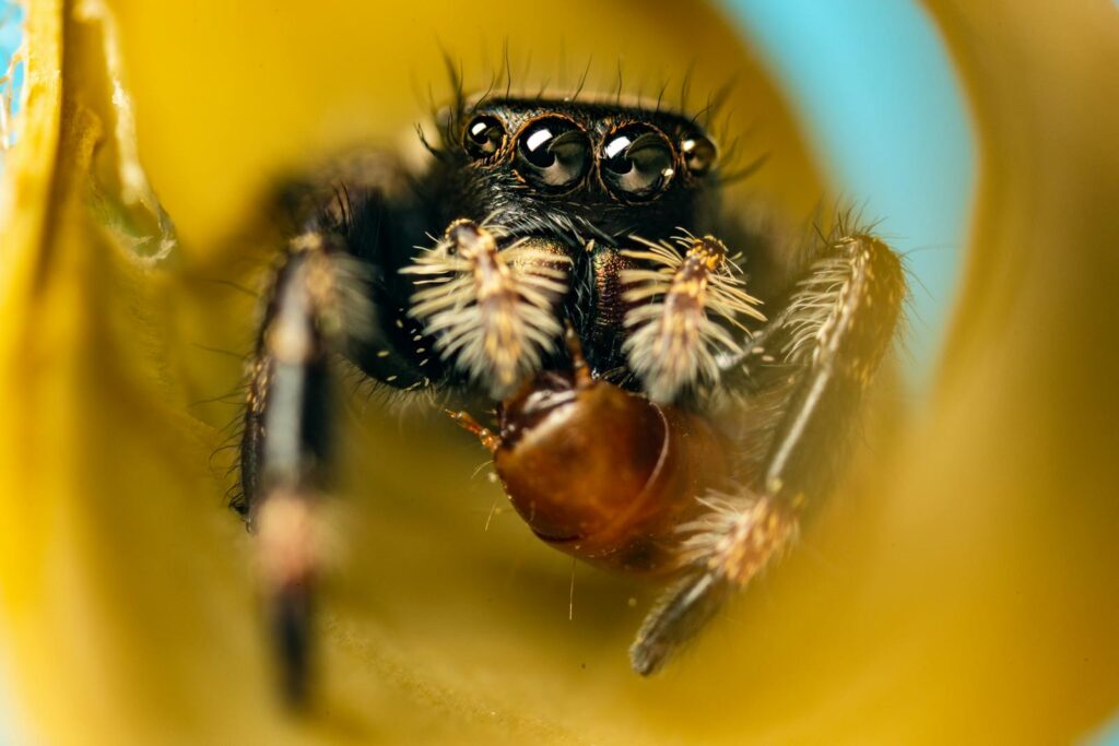 Detailed close-up of a jumping spider captured in macro photography, highlighting its hairy legs and eyes.