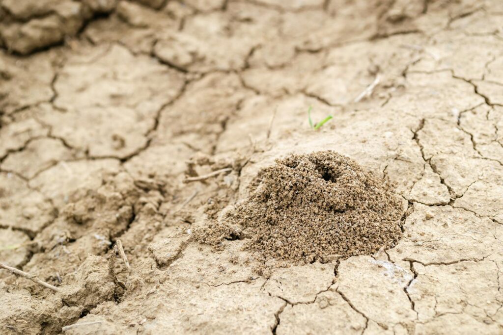 A close-up of an ant hill on arid, cracked soil in Novi Sad, Serbia.