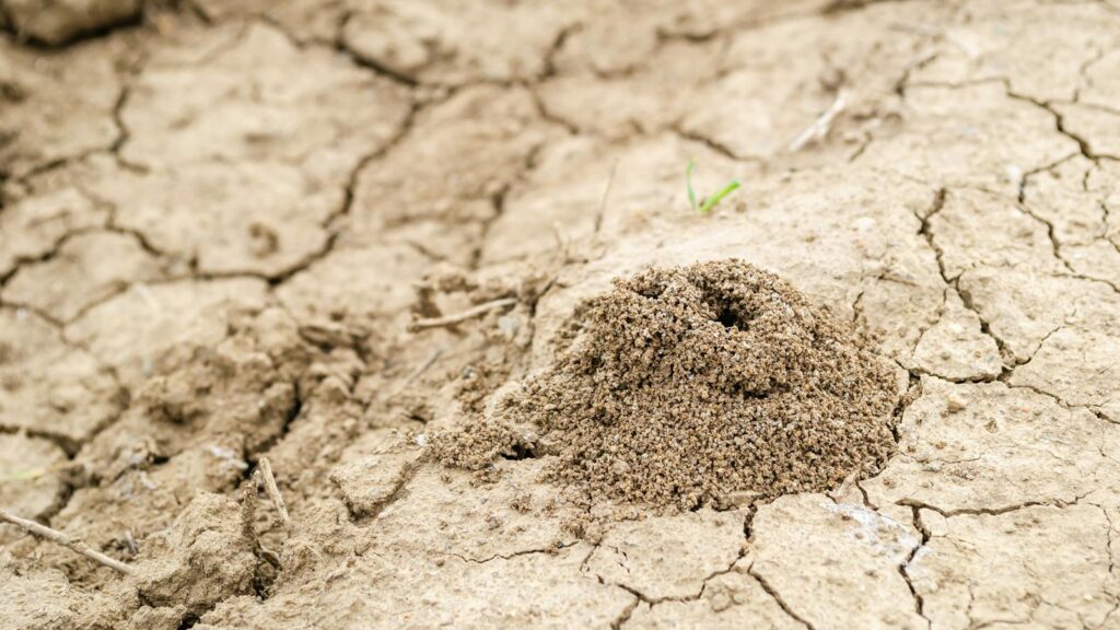A close-up of an ant hill on arid, cracked soil in Novi Sad, Serbia.