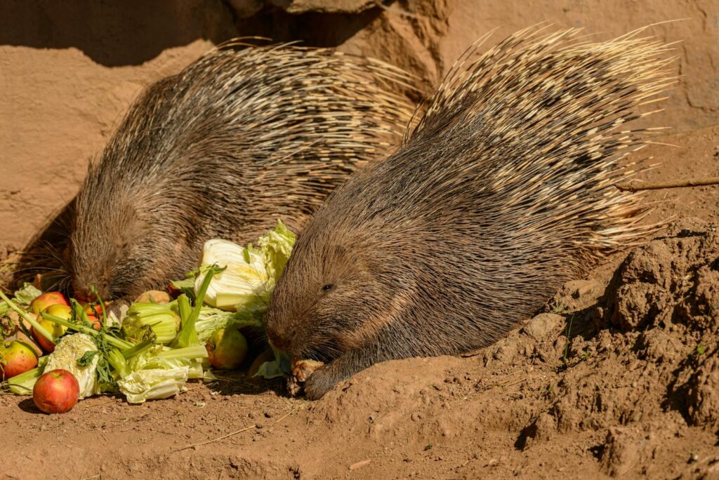 Two porcupines munching on fresh vegetables in an outdoor setting.