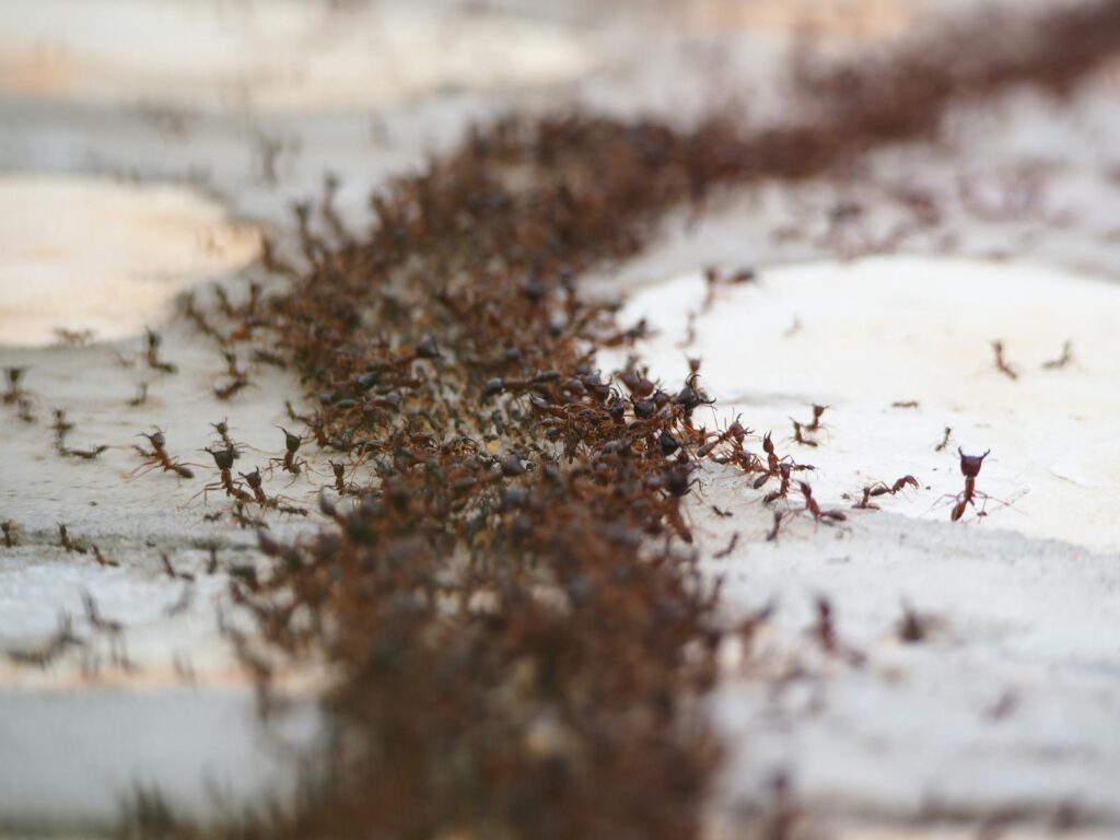A close-up photograph of a colony of ants in motion, showcasing wildlife behavior.