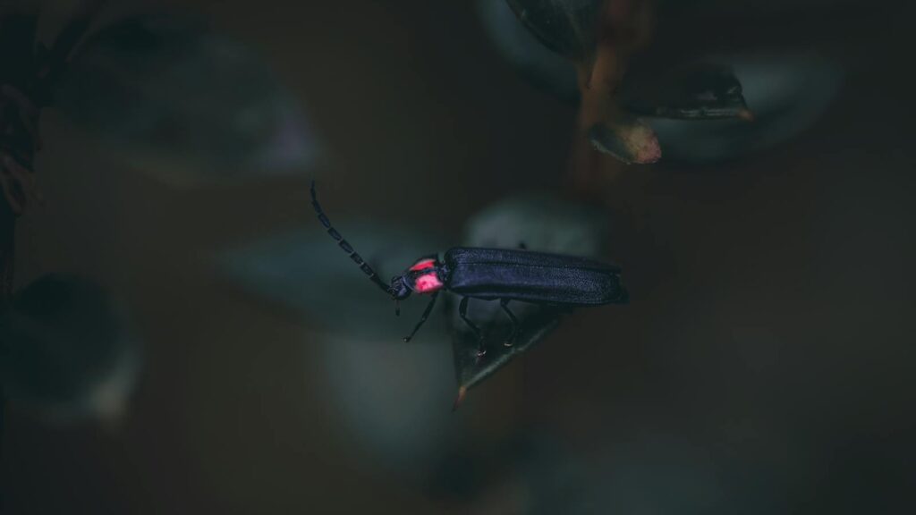 Captivating macro shot of a firefly resting on a leaf, highlighting its luminescent glow.