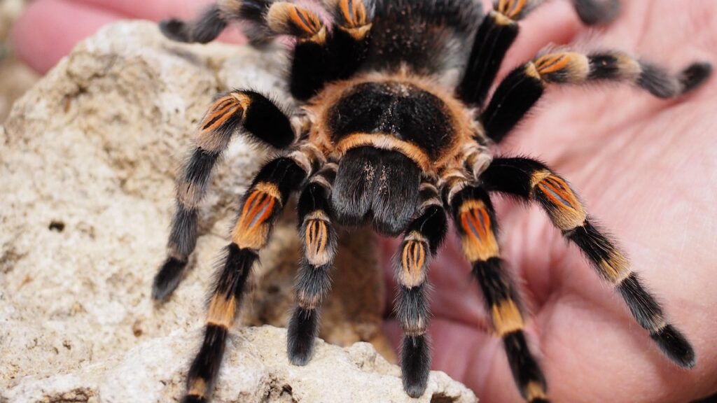 tarantula, spider, animal, hairy, nature, species, dangerous, brown, black, tarantula, tarantula, tarantula, tarantula, tarantula