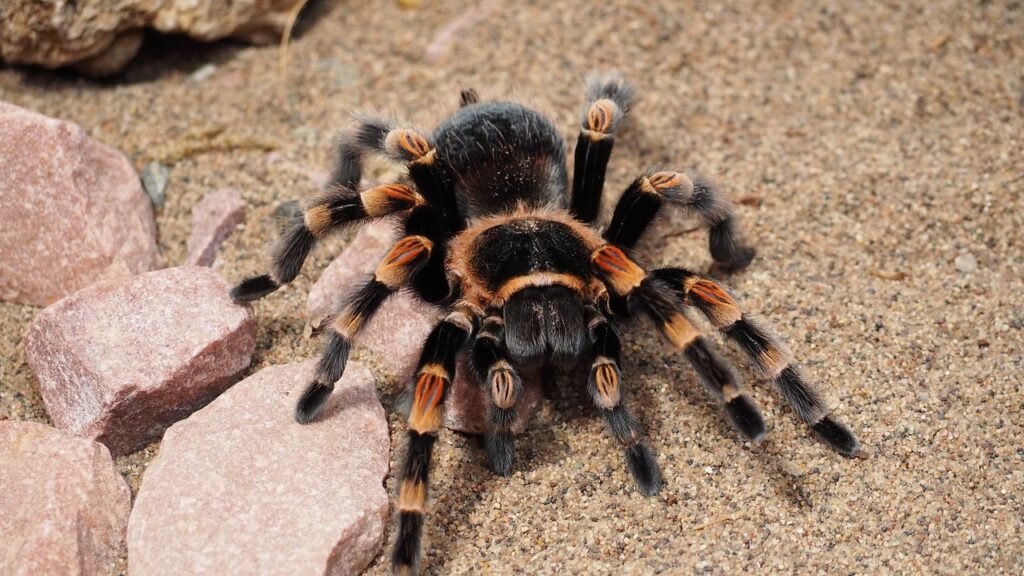Mexican redknee tarantula on sandy ground and rocks.