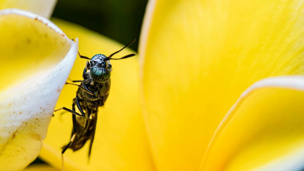 Metallic green soldier fly perched on the edge of a white and yellow flower petal.