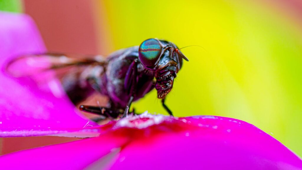Close-up macro shot of a metallic green-eyed fly feeding on the vivid pink petals of a flower, against a blurred yellow and red background.