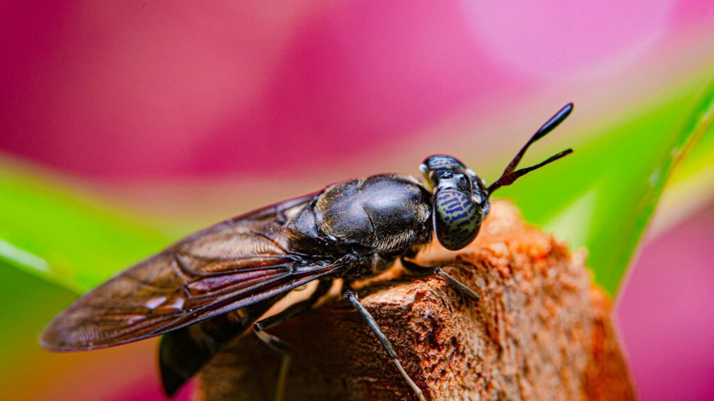 Black fly with striped eyes on a tree stump.