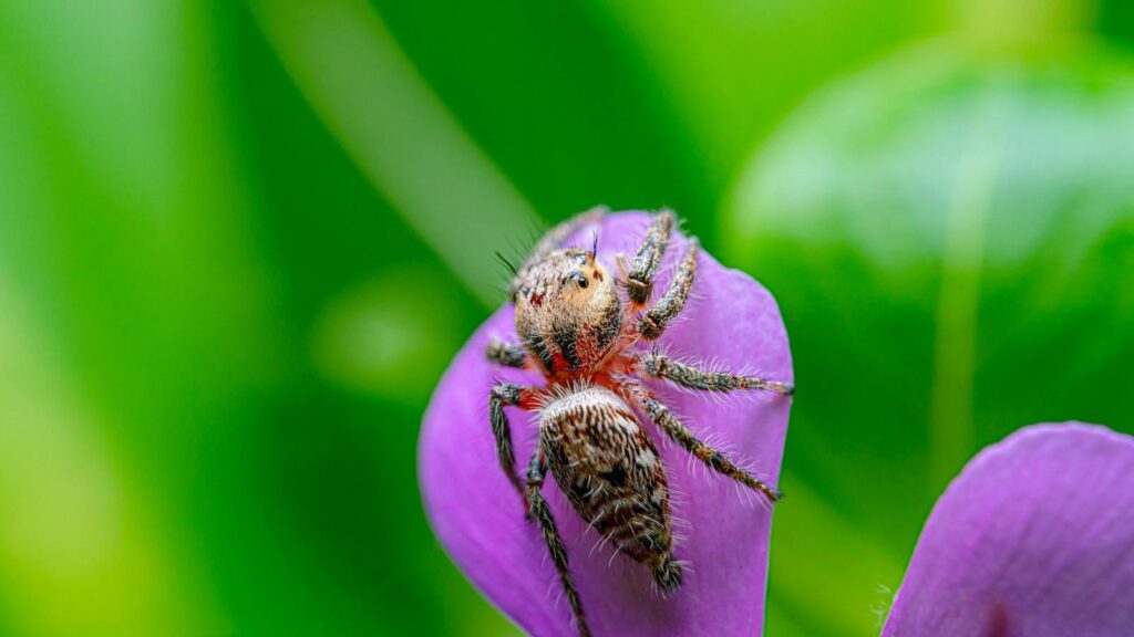 Furry jumping spider perched on a vibrant purple petal.