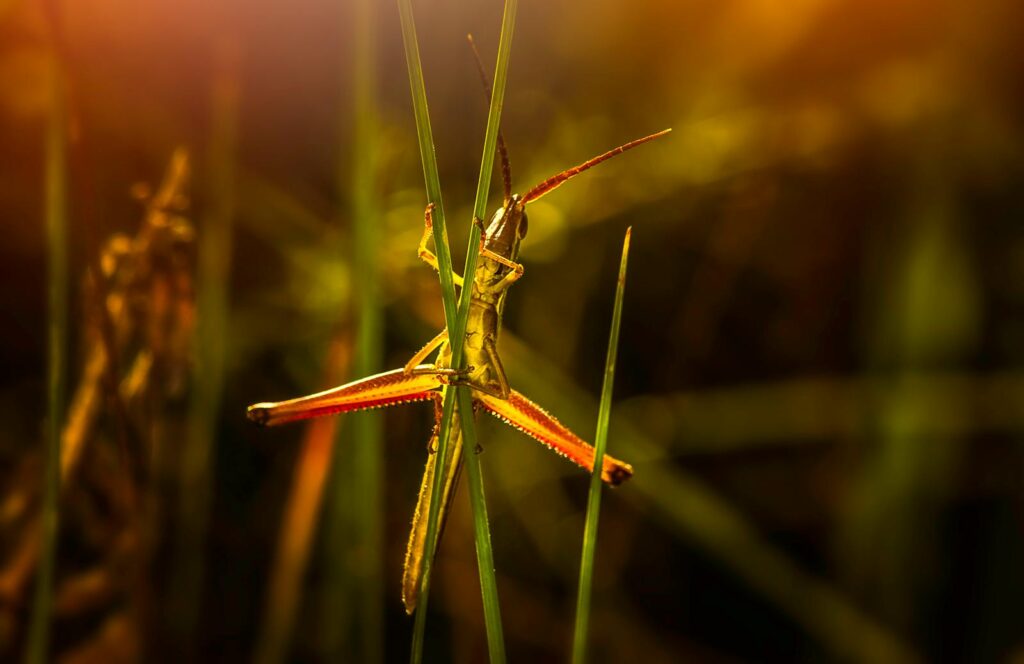 Close-up of a grasshopper illuminated by sunlight, clinging to grass blades in a vibrant macro shot.