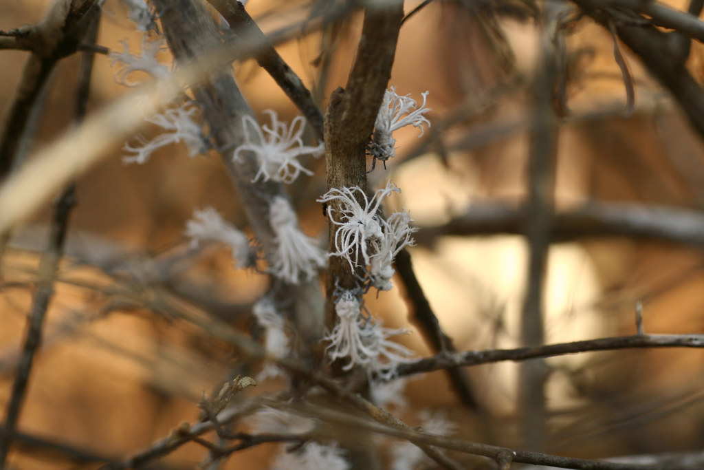 Phromnia rosea on dried stems.
