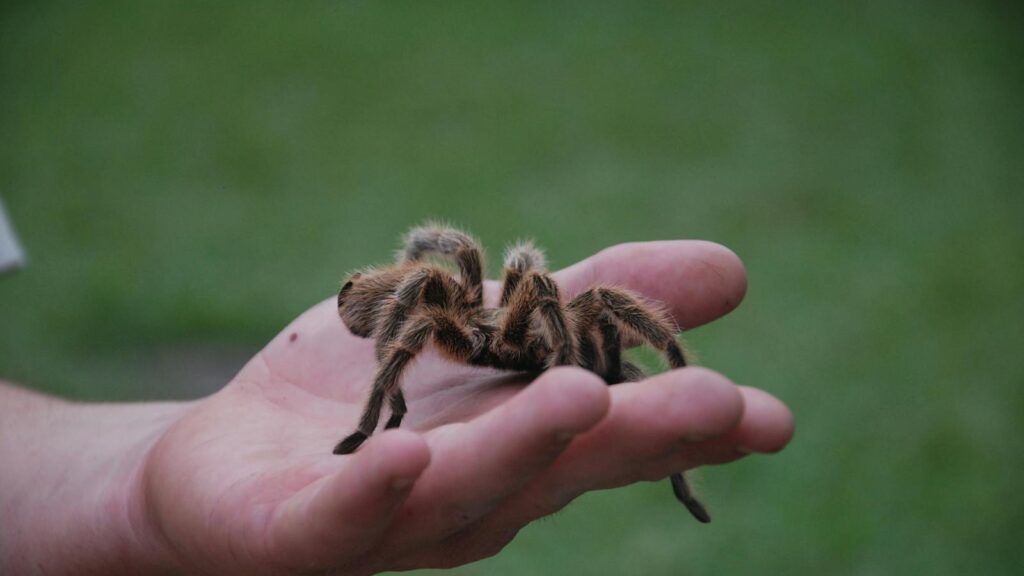A Chilean rose tarantula resting calmly on a person's open hand.