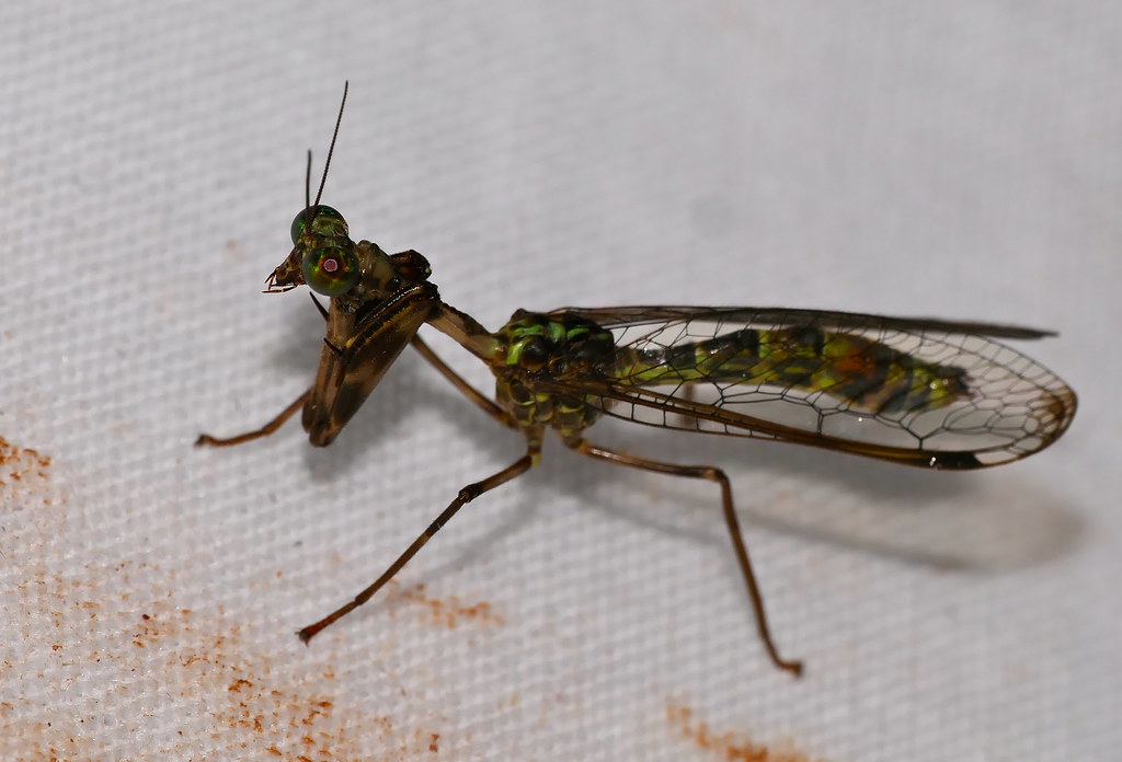 A macro-up shot of a Mantispidae species