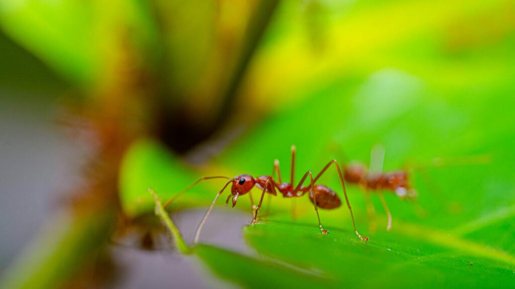 Detailed close-up of ants on a vibrant green leaf, highlighting nature's intricate beauty.