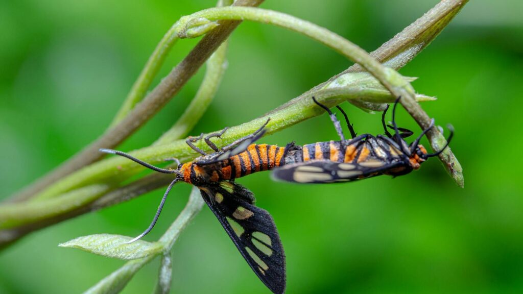 Detailed macro shot of two mating tiger moths, emphasizing their distinct patterns.