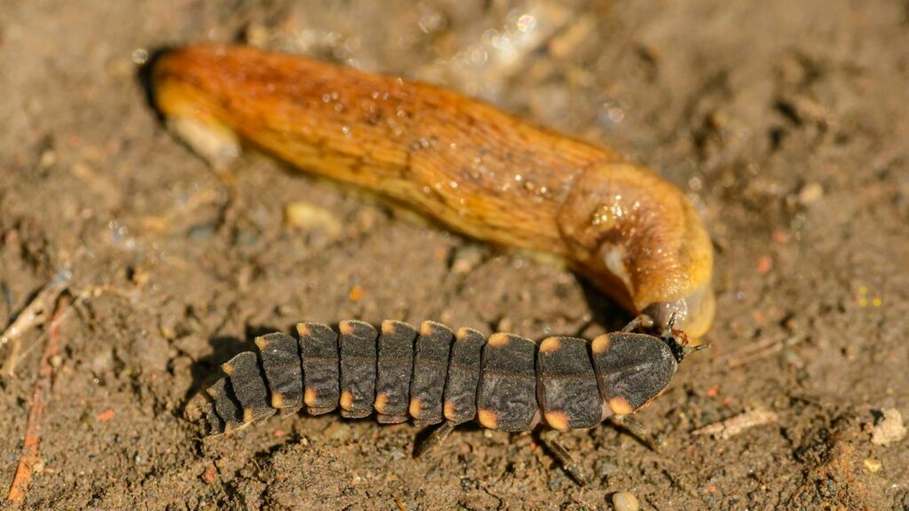 Detailed view of glow-worm larva crawling on soil, showcasing natural insect life.