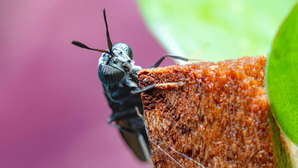 Close-up of a black insect with large eyes perched on the edge of a wooden surface.