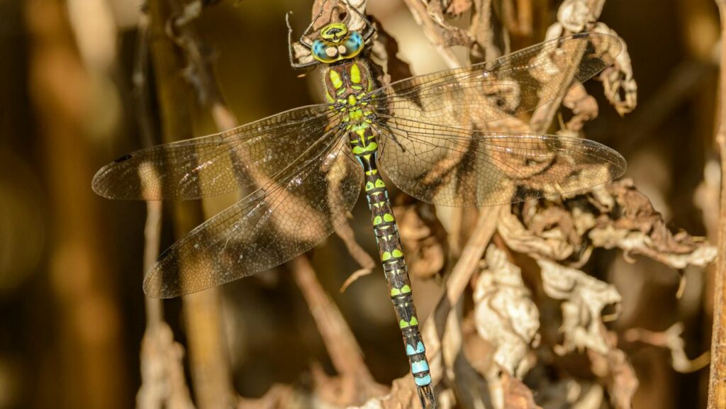 Detailed shot of a Southern Hawker dragonfly resting on dry leaves in natural habitat.