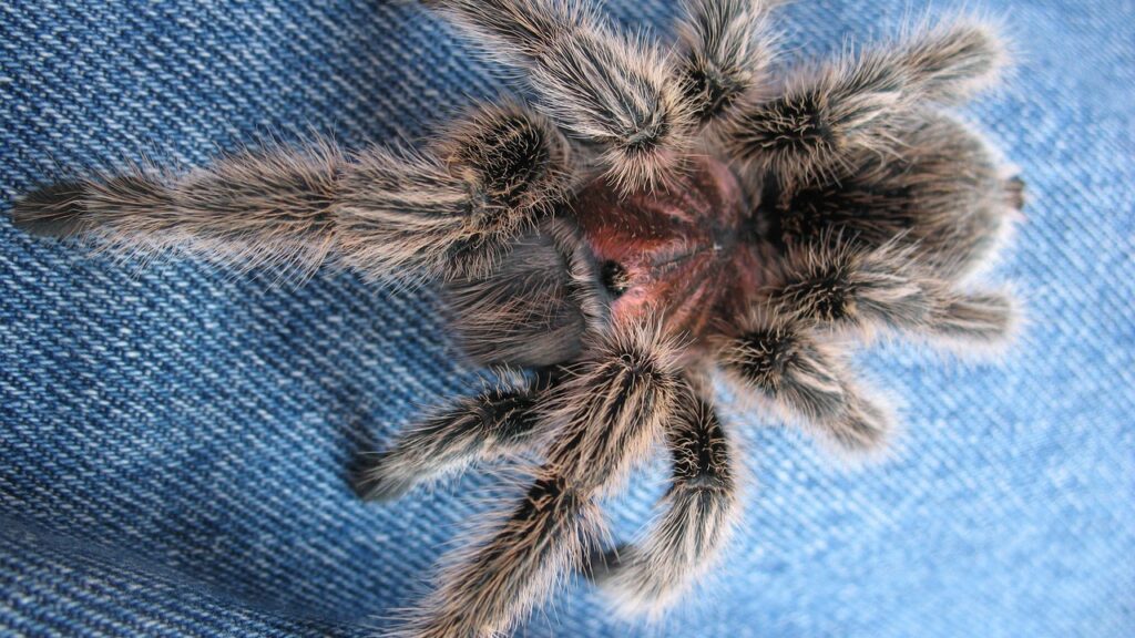 Chilean Rose Tarantula on Denim (Grammostola rosea)