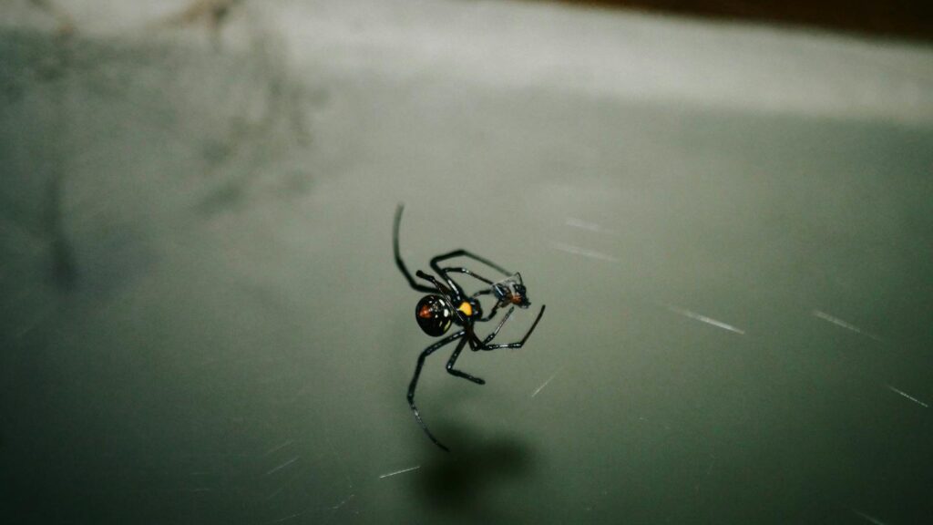Detailed image of a black widow spider (Latrodectus mactans) suspended on its web.
