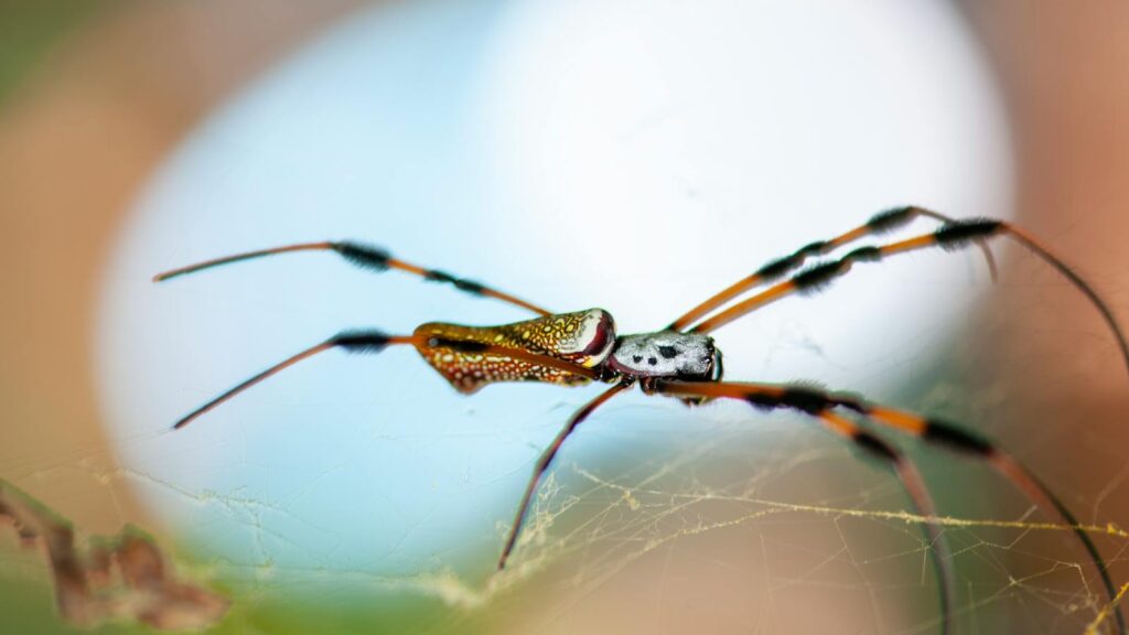 Golden silk orb-weaver spider on its web