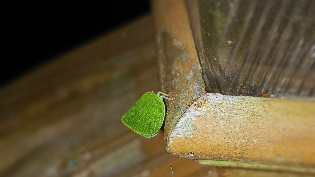 Green leaf insect resting on a wooden surface corner.