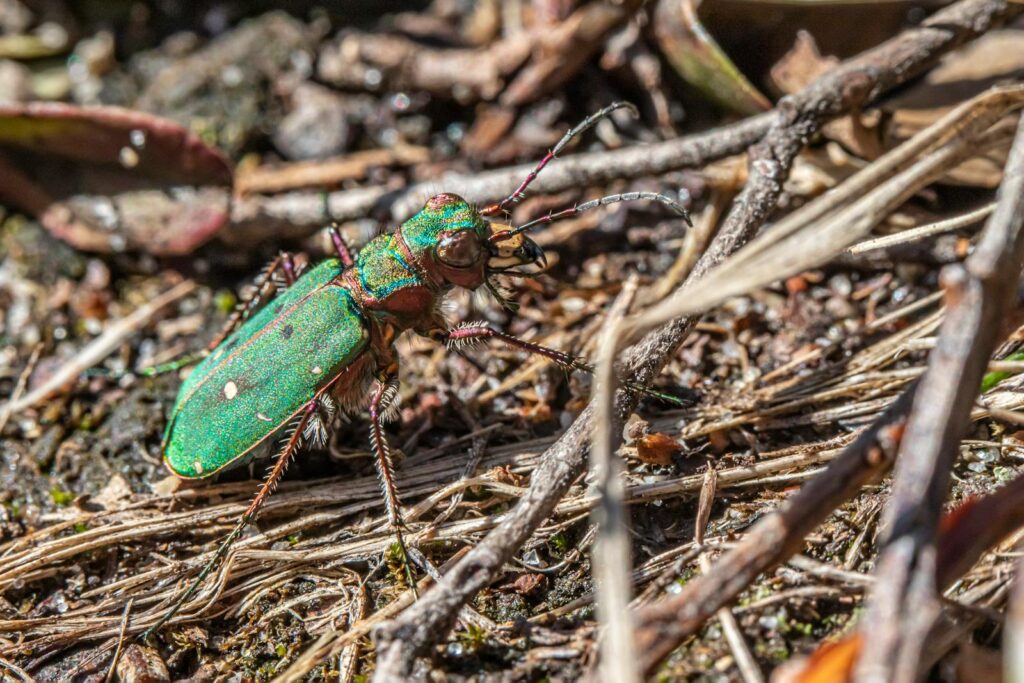 Close-up of a colorful green tiger beetle on a forest floor among sticks.