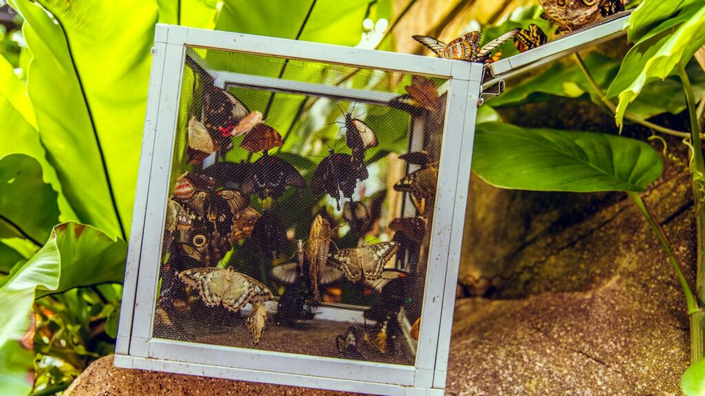 Butterflies clustered inside a white mesh enclosure surrounded by green leaves.