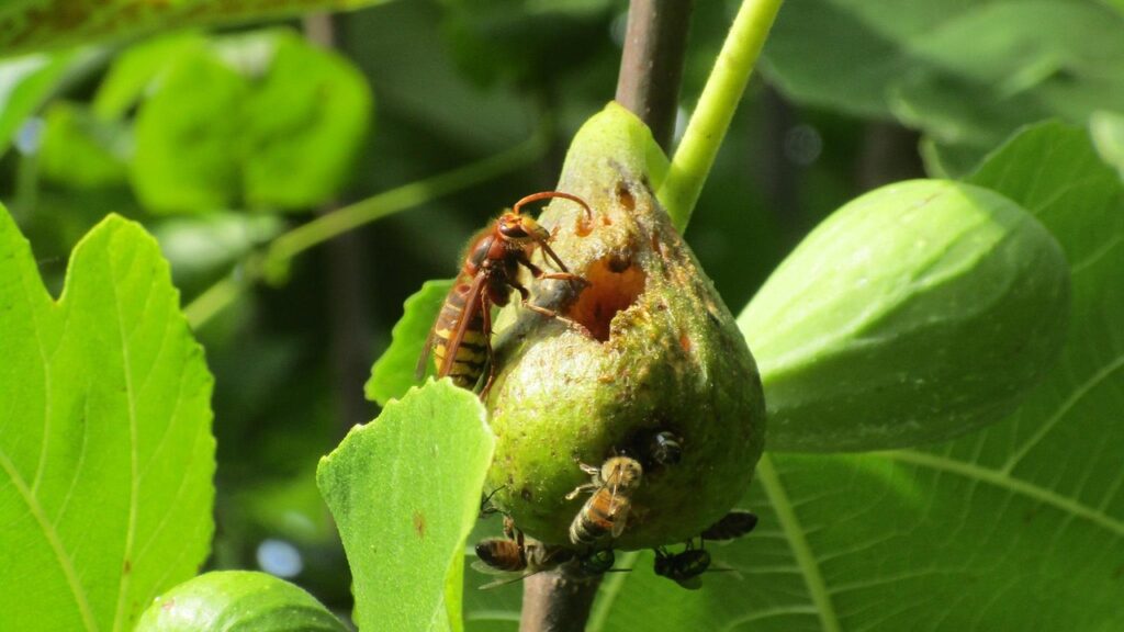 wasp, fig, eating, foliage, flies, fig, fig, fig, fig, fig