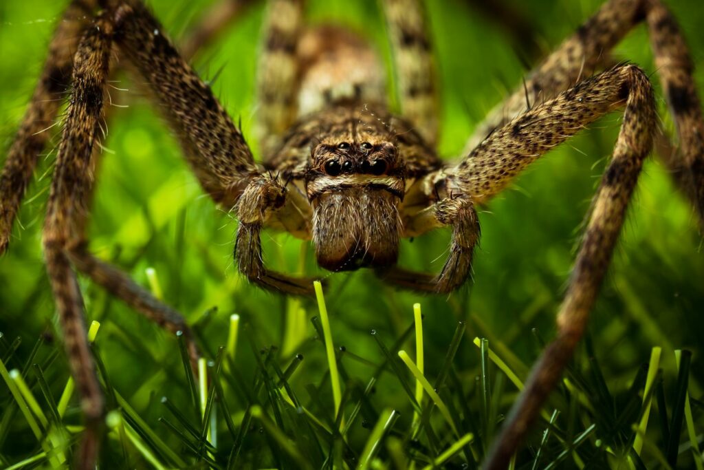 Detailed close-up of a giant crab spider standing on vibrant green grass in Singapore.