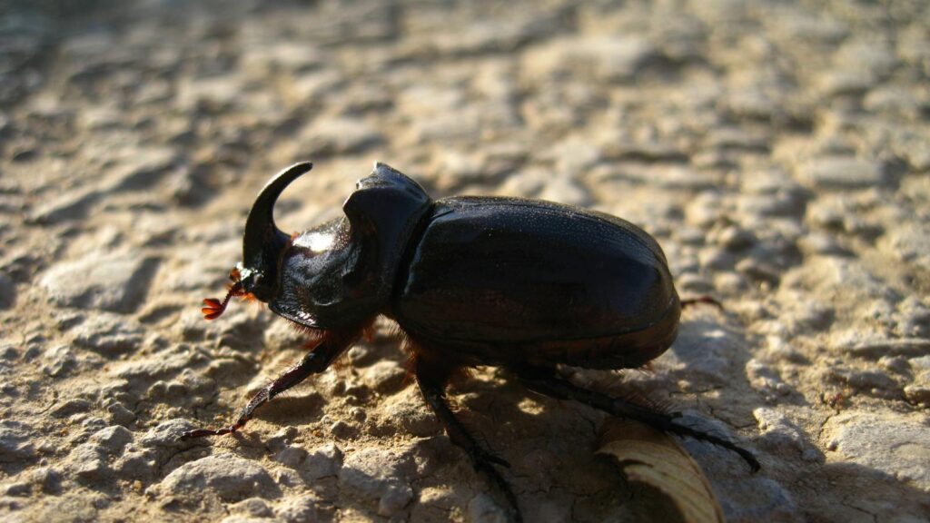 Detailed shot of a rhinoceros beetle on a textured stone ground in natural light.