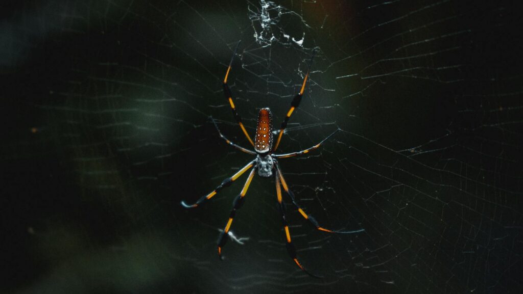 Golden silk orb-weaver spider on a web in low light