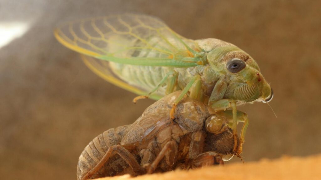 A newly emerged green cicada clings to its brown exoskeleton during molting.